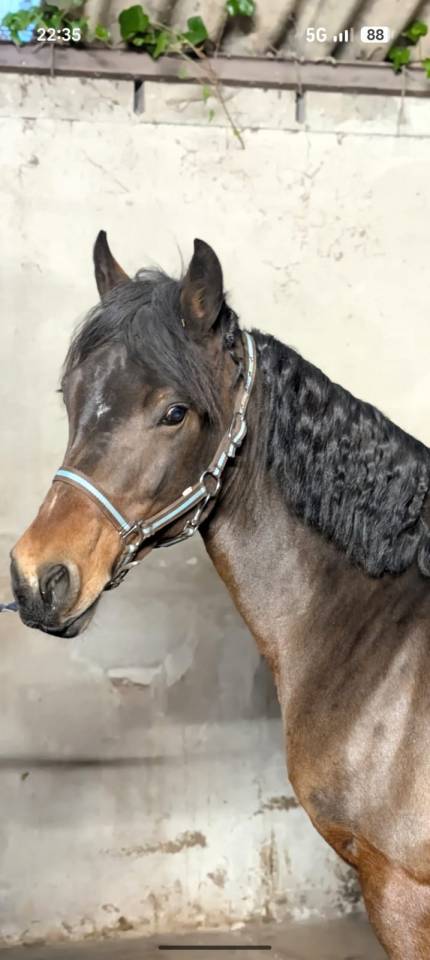 Merrie Connemara Te koop 2015 Donker bruin / bai ,  Tempo Active Atlas