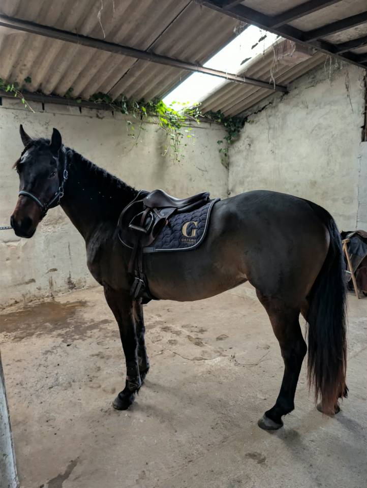 Merrie Connemara Te koop 2015 Donker bruin / bai ,  Tempo Active Atlas