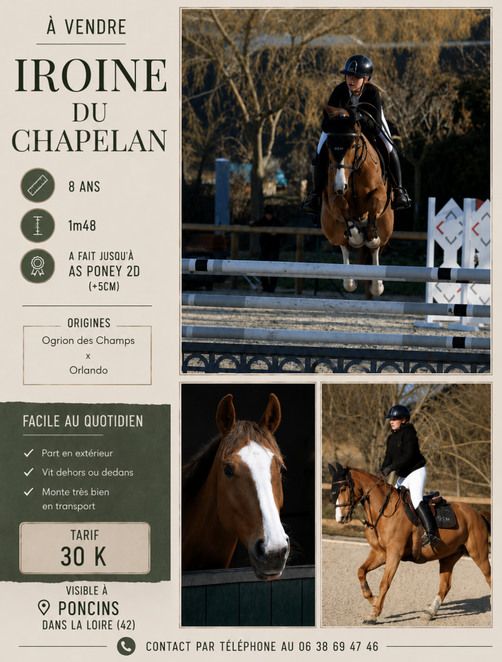 Merrie Franse rijpony PFS Te koop 2018 Vos