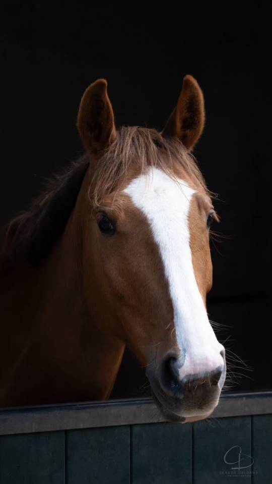 Merrie Franse rijpony PFS Te koop 2018 Vos