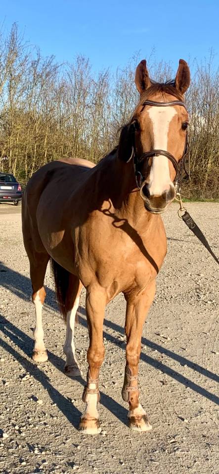 Merrie Franse rijpony PFS Te koop 2018 Vos