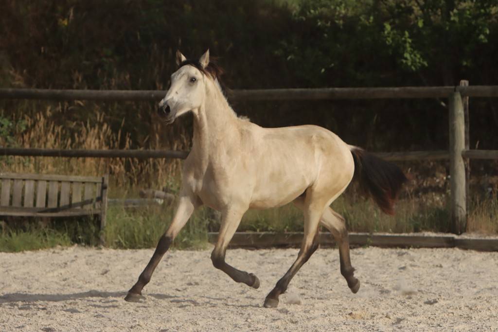 Veulen (ml) Bekend ras Te koop 2025 Isabel ,  FAUSTO DE LA COMBE