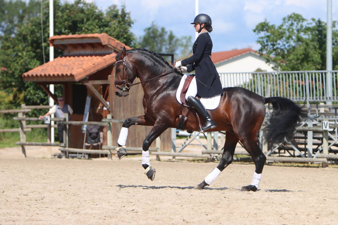 Veulen (ml) Bekend ras Te koop 2025 Isabel ,  FAUSTO DE LA COMBE