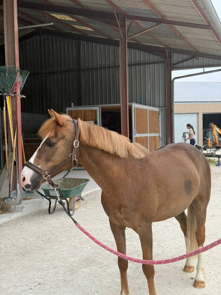 Ruin Franse rijpony PFS Te leen 2015 Vos