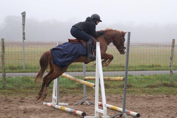 Ruin Franse rijpony PFS Te leen 2015 Vos