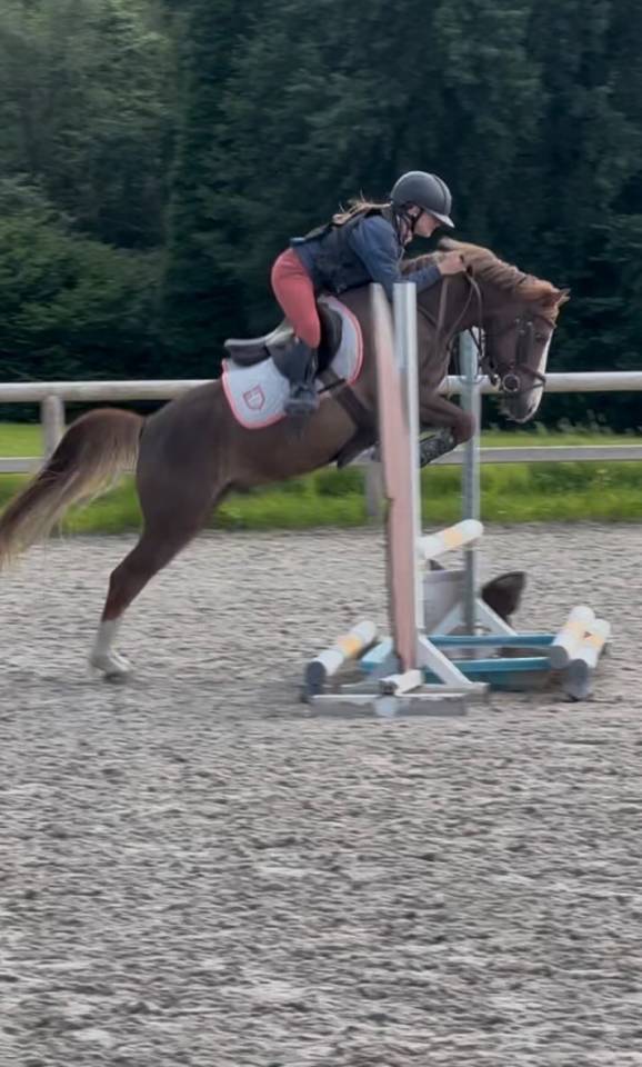 Ruin Franse rijpony PFS Te leen 2015 Vos