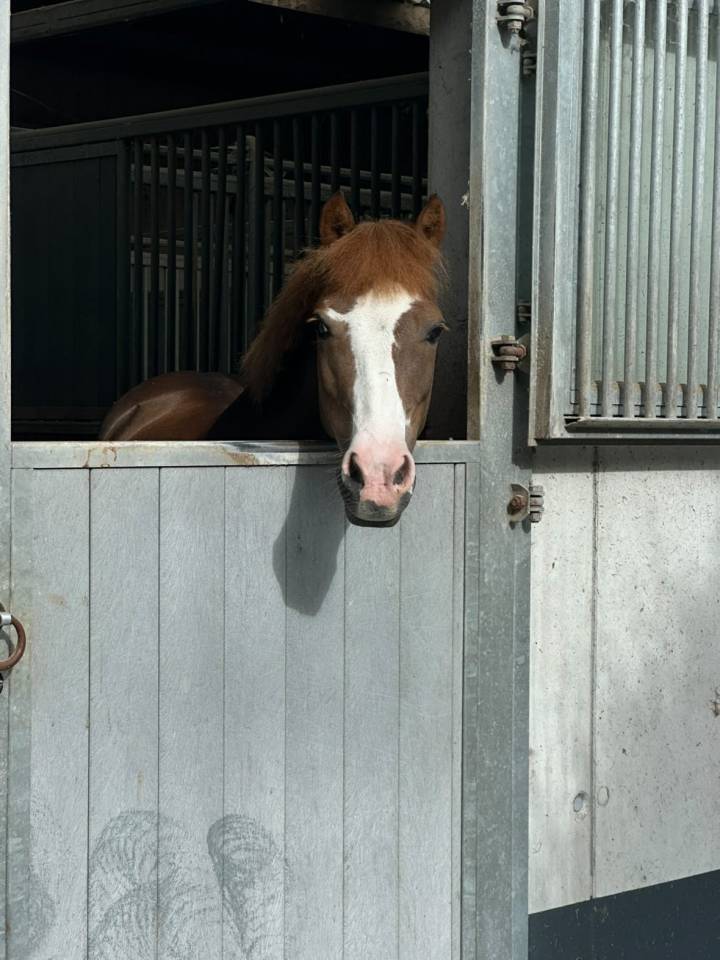 Ruin Franse rijpony PFS Te leen 2015 Vos