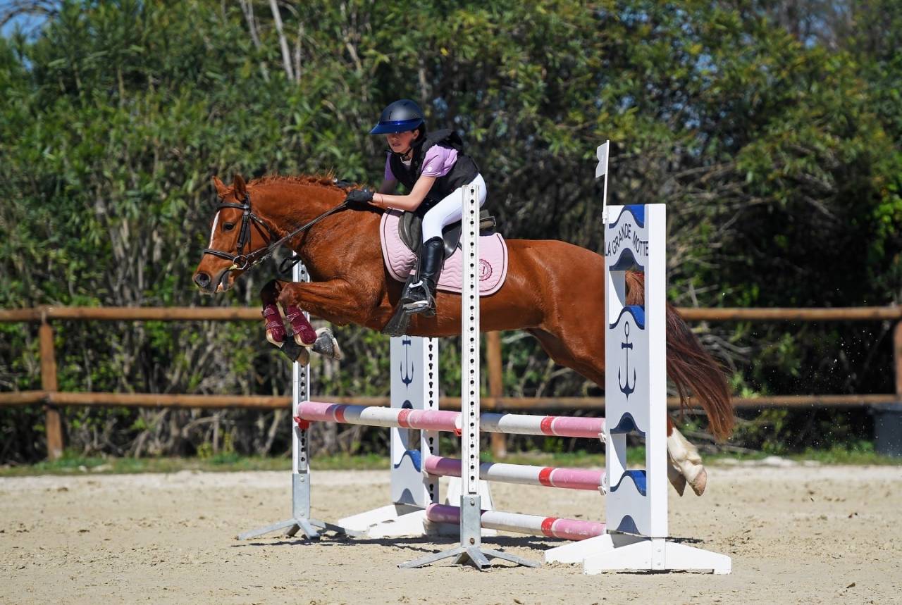 Merrie Welsh Partbred Te koop 2021 Vos ,  A flystar des houx
