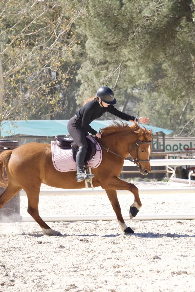 Merrie Welsh Partbred Te koop 2021 Vos ,  A flystar des houx