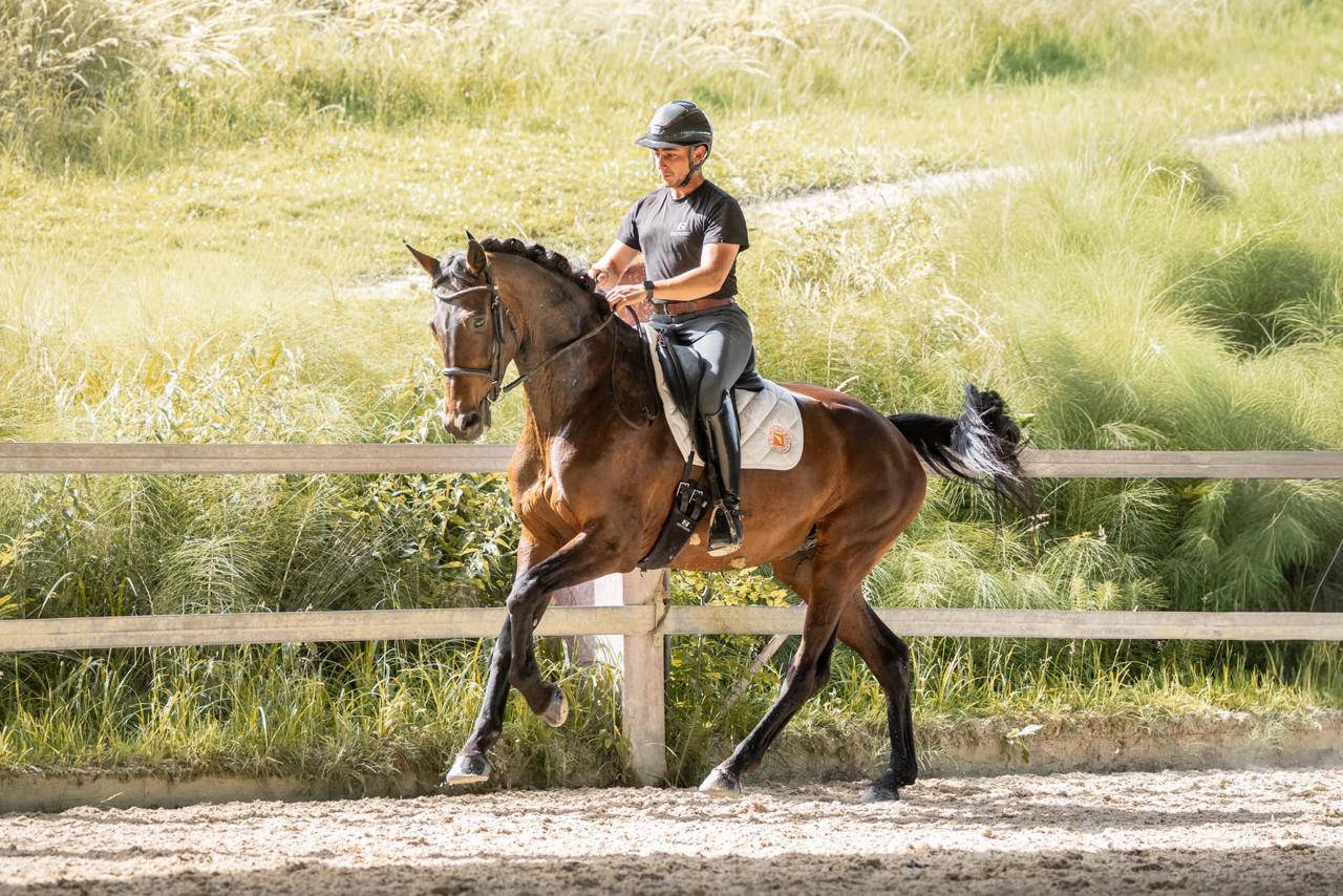 Merrie KWPN Nederlands sportpaard Te koop 2019 Bruin / Bai