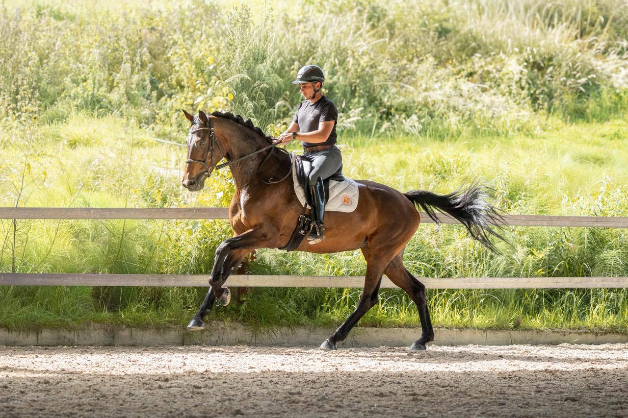 Merrie KWPN Nederlands sportpaard Te koop 2019 Bruin / Bai