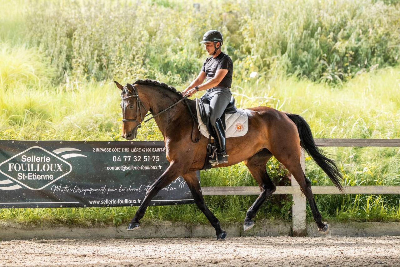 Merrie KWPN Nederlands sportpaard Te koop 2019 Bruin / Bai
