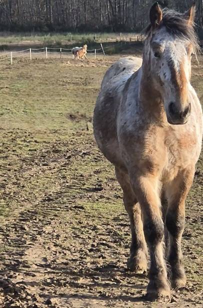 Ruin Comtois Trekpaard Te koop 2022 Overige kleuren