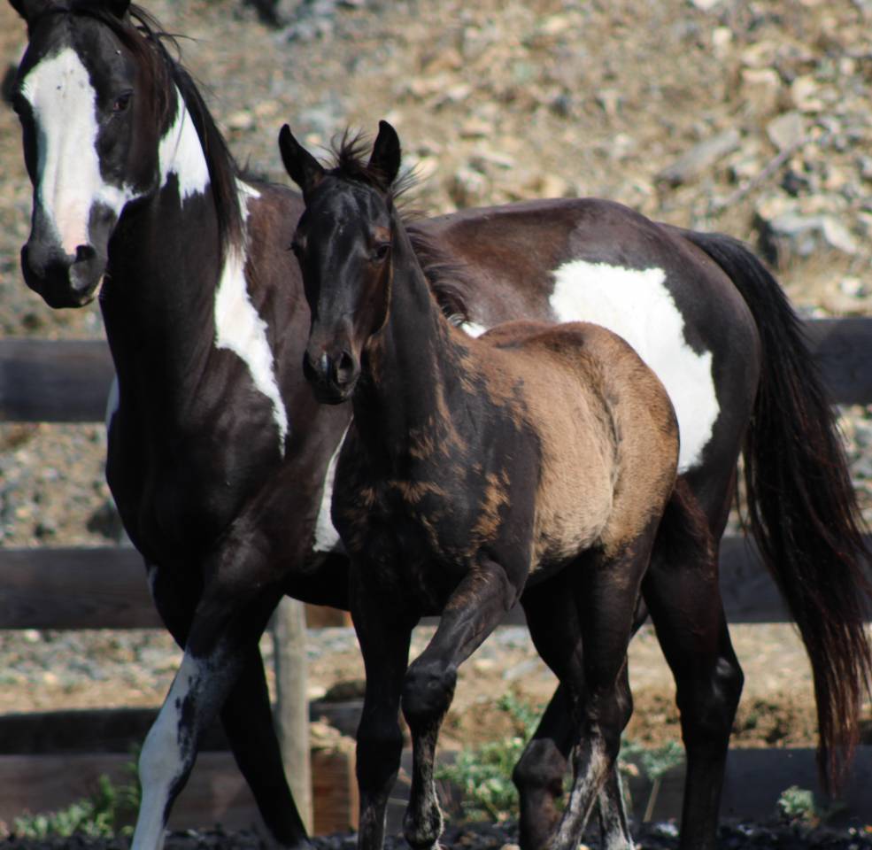 Veulen (ml) Paint Horse Te koop 2026 Zwart