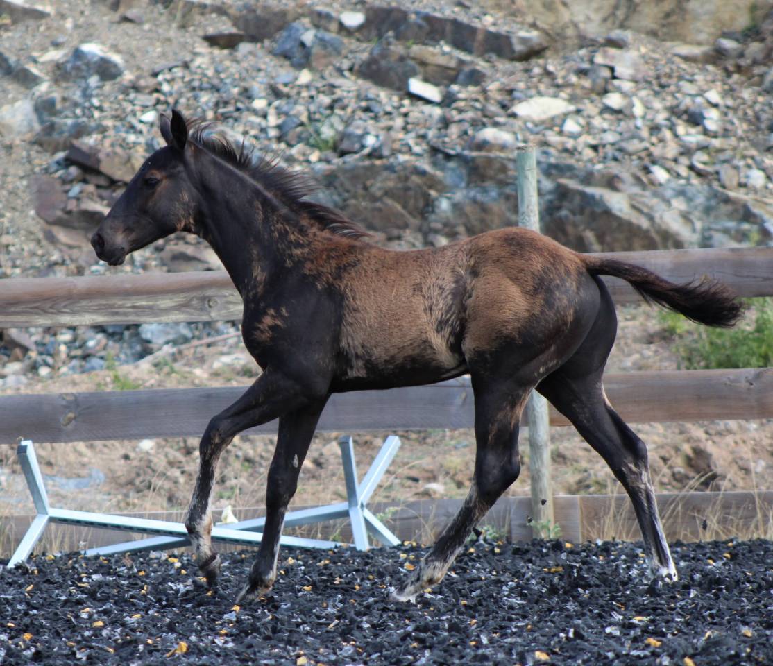 Veulen (ml) Paint Horse Te koop 2026 Zwart
