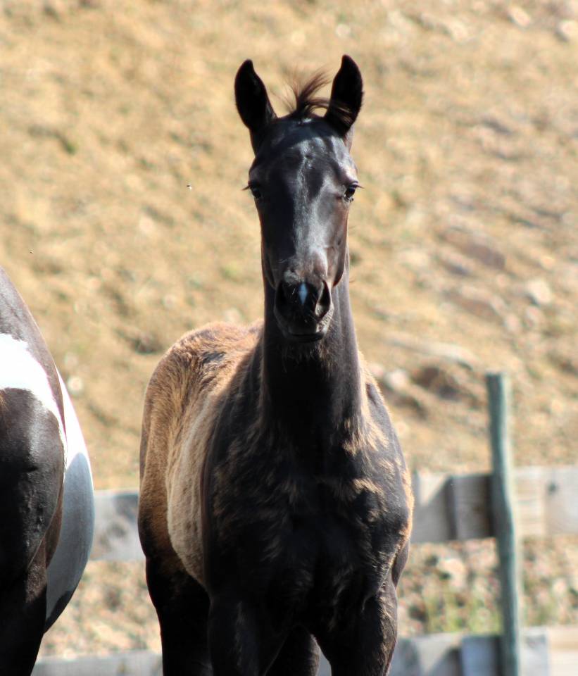 Veulen (ml) Paint Horse Te koop 2026 Zwart