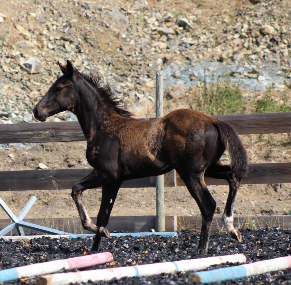 Veulen (ml) Paint Horse Te koop 2026 Zwart