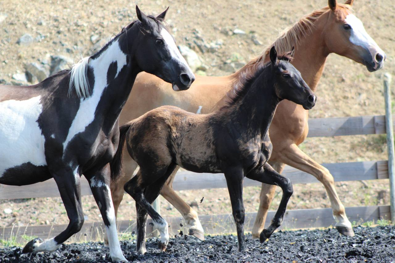 Veulen (ml) Paint Horse Te koop 2026 Zwart