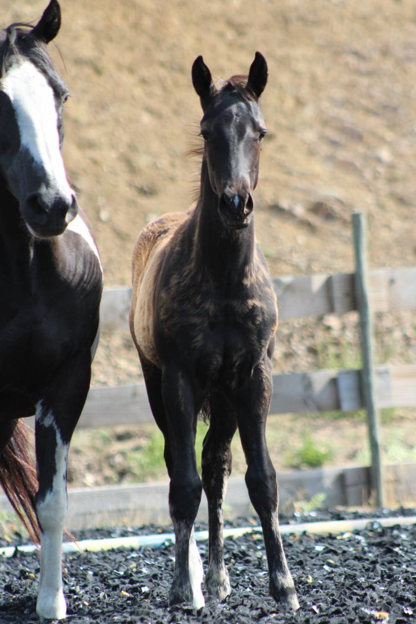 Veulen (ml) Paint Horse Te koop 2026 Zwart