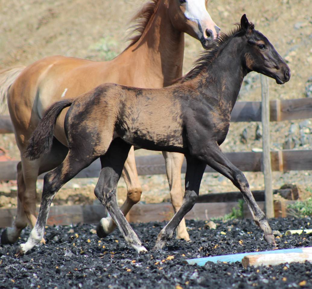 Veulen (ml) Paint Horse Te koop 2026 Zwart