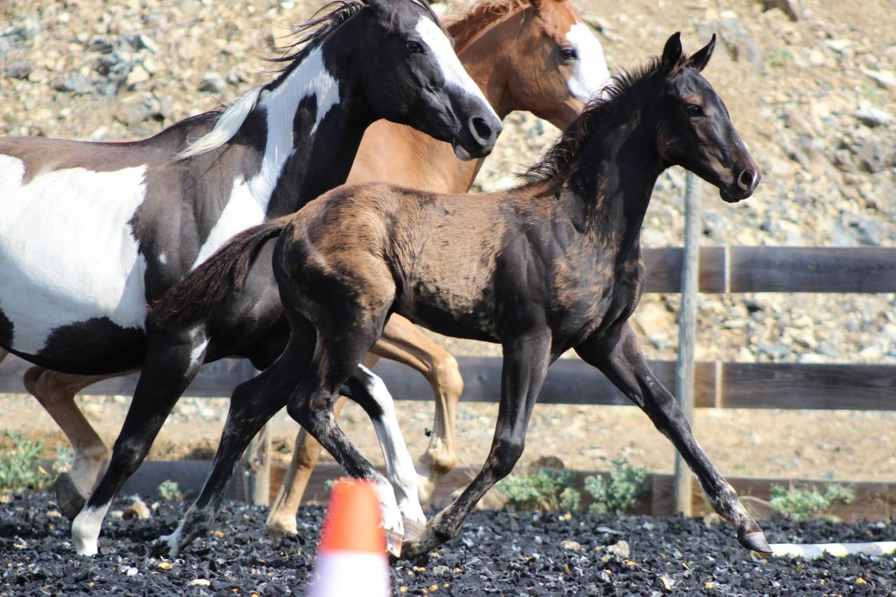 Veulen (ml) Paint Horse Te koop 2026 Zwart
