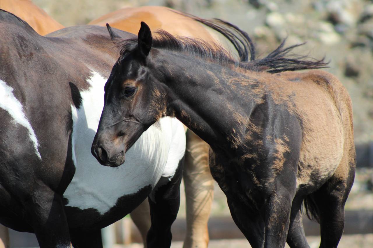 Veulen (ml) Paint Horse Te koop 2026 Zwart