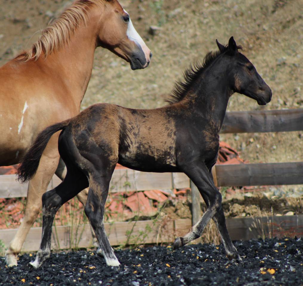 Veulen (ml) Paint Horse Te koop 2026 Zwart