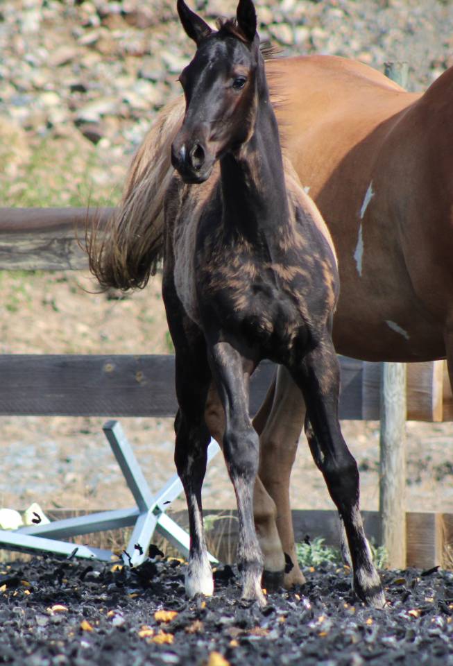 Veulen (ml) Paint Horse Te koop 2026 Zwart