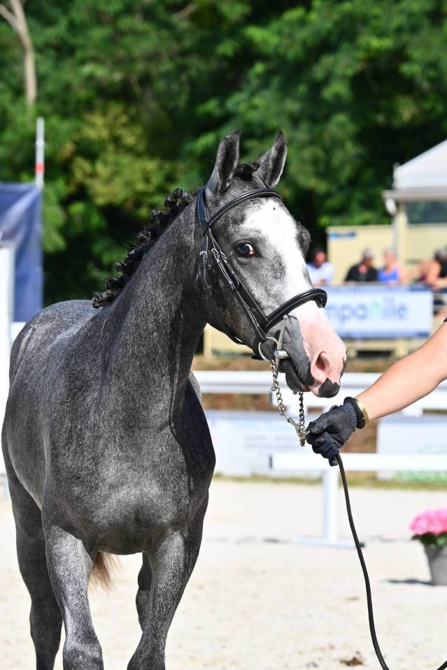 Hengst Franse rijpony PFS Te koop 2025 Schimmel