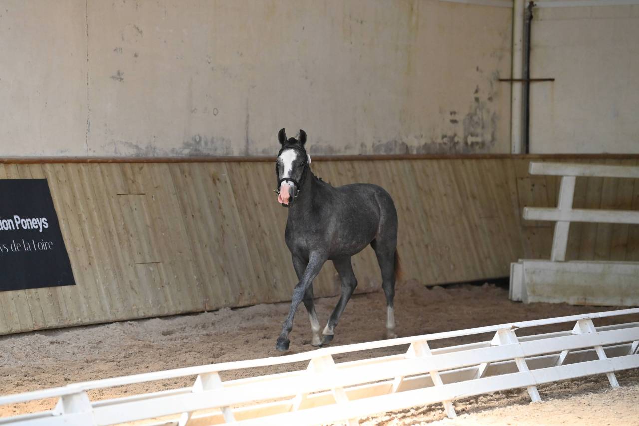 Hengst Franse rijpony PFS Te koop 2025 Schimmel