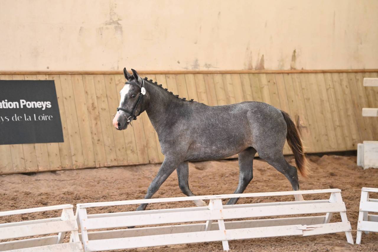 Hengst Franse rijpony PFS Te koop 2025 Schimmel
