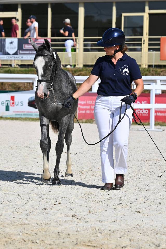 Hengst Franse rijpony PFS Te koop 2025 Schimmel
