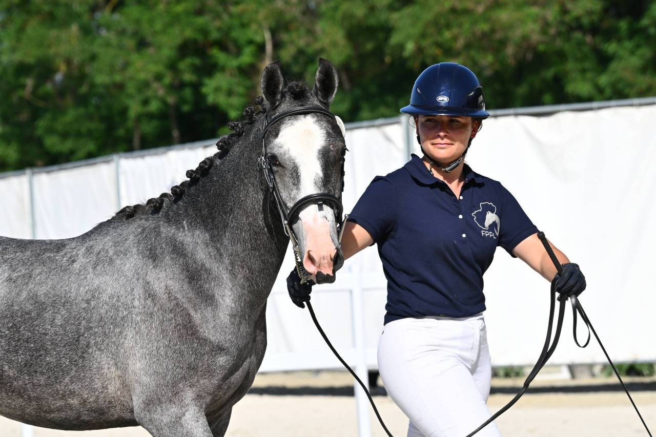 Hengst Franse rijpony PFS Te koop 2025 Schimmel
