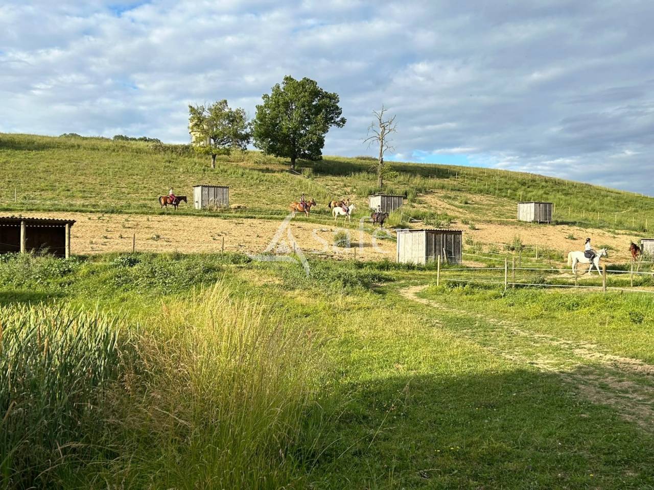 Hippisch vastgoed Koop tarn
