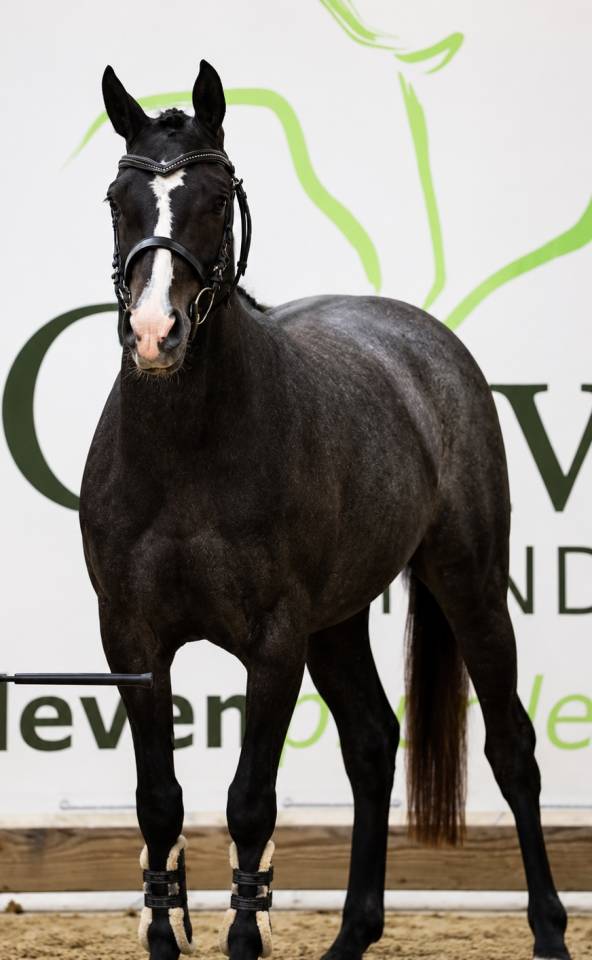 Veulen (vr) Franse rijpony PFS Te koop 2023 Schimmel