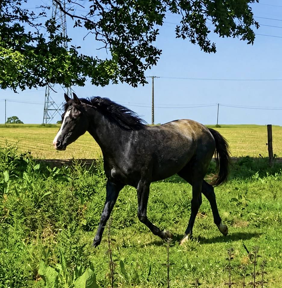 Veulen (vr) Franse rijpony PFS Te koop 2023 Schimmel