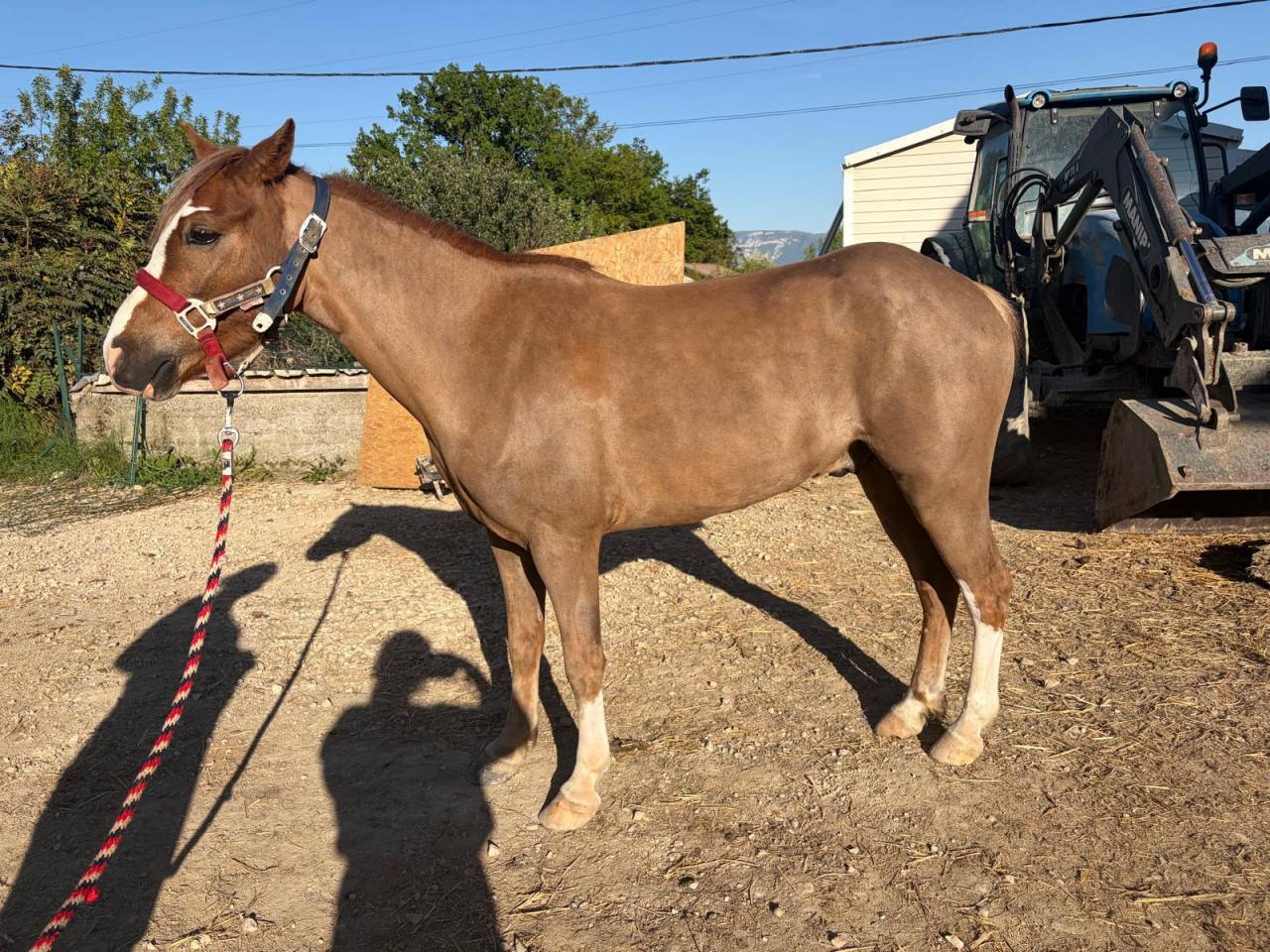 Ruin Welsh Pony (Section B) Te koop 2022 Vos