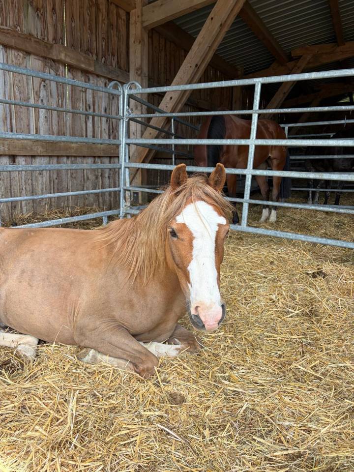 Ruin Welsh Pony (Section B) Te koop 2022 Vos