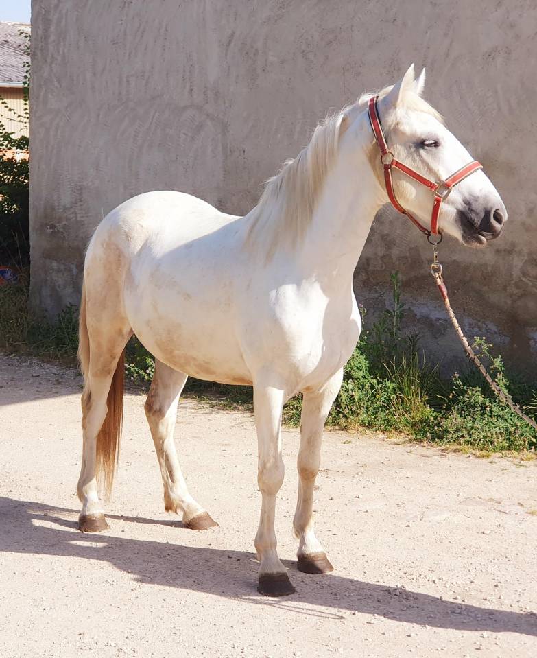 Ruin Camargue Te koop 2023 Schimmel ,  Reine des Fa&iuml;sses