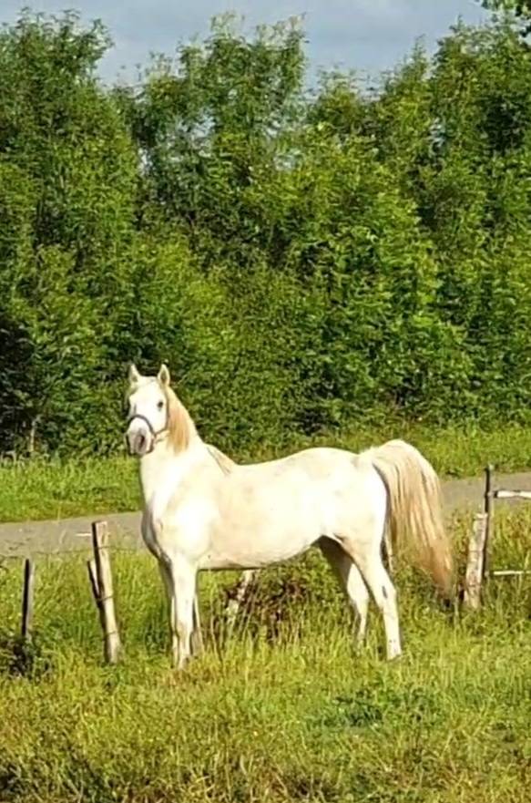 Ruin Camargue Te koop 2023 Schimmel ,  Reine des Fa&iuml;sses