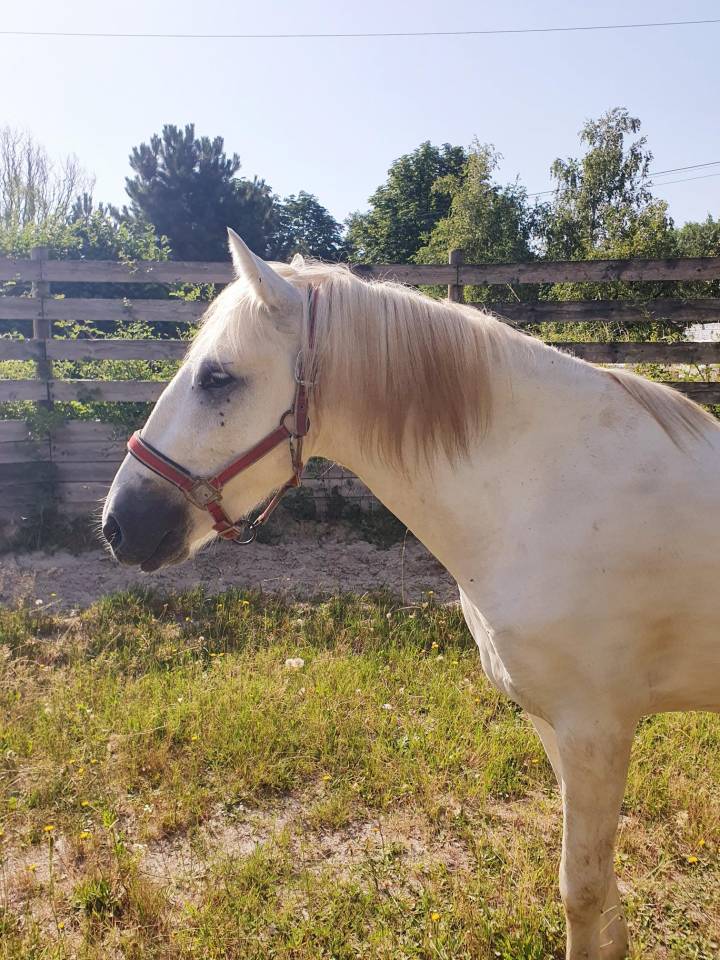 Ruin Camargue Te koop 2023 Schimmel ,  Reine des Fa&iuml;sses