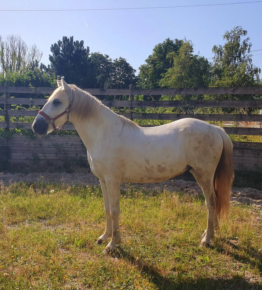 Ruin Camargue Te koop 2023 Schimmel ,  Reine des Fa&iuml;sses