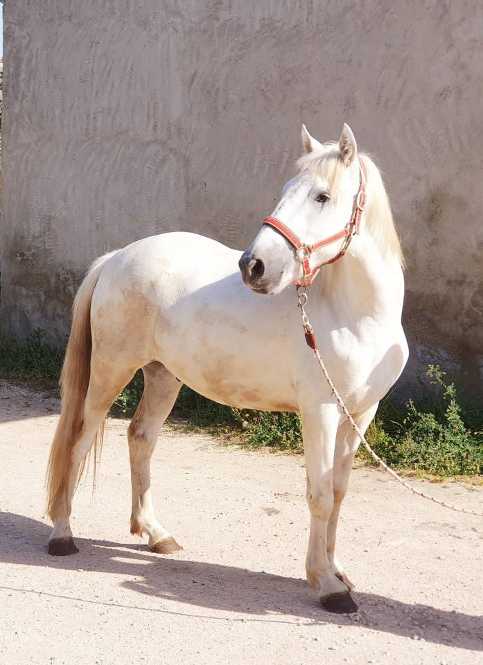 Ruin Camargue Te koop 2023 Schimmel ,  Reine des Fa&iuml;sses