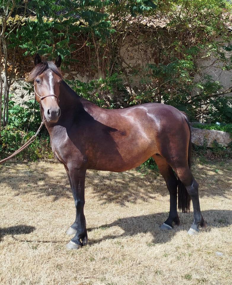 Merrie Connemara Te koop 2019 Zwart ,  TITUS DE LIAF