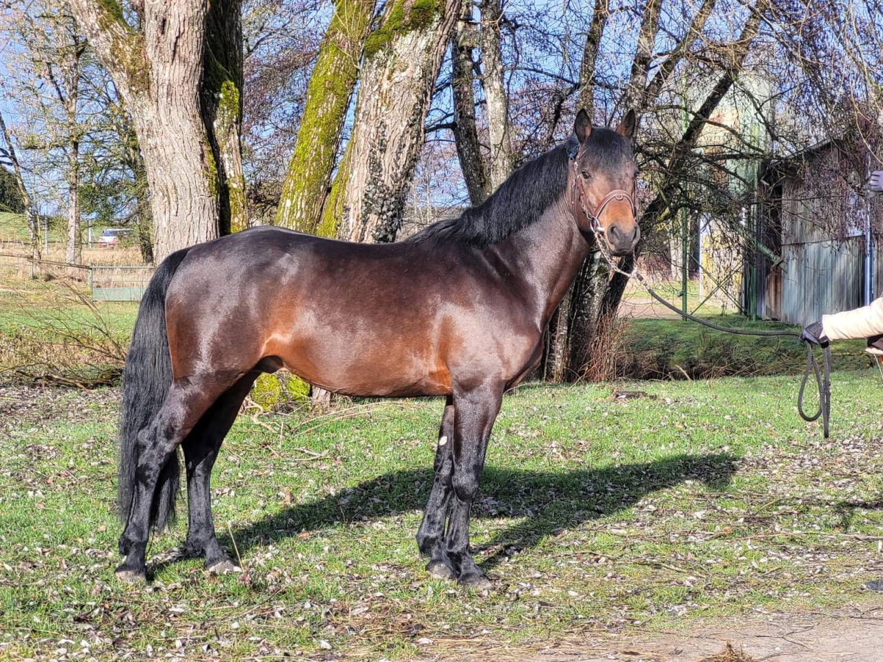 Dekhengst Connemara Te koop 2015 Donker bruin / bai