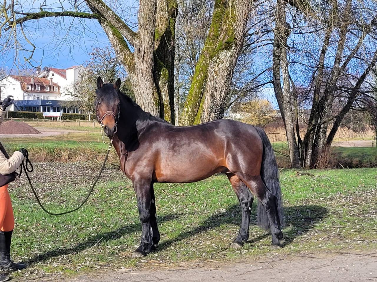 Dekhengst Connemara Te koop 2015 Donker bruin / bai
