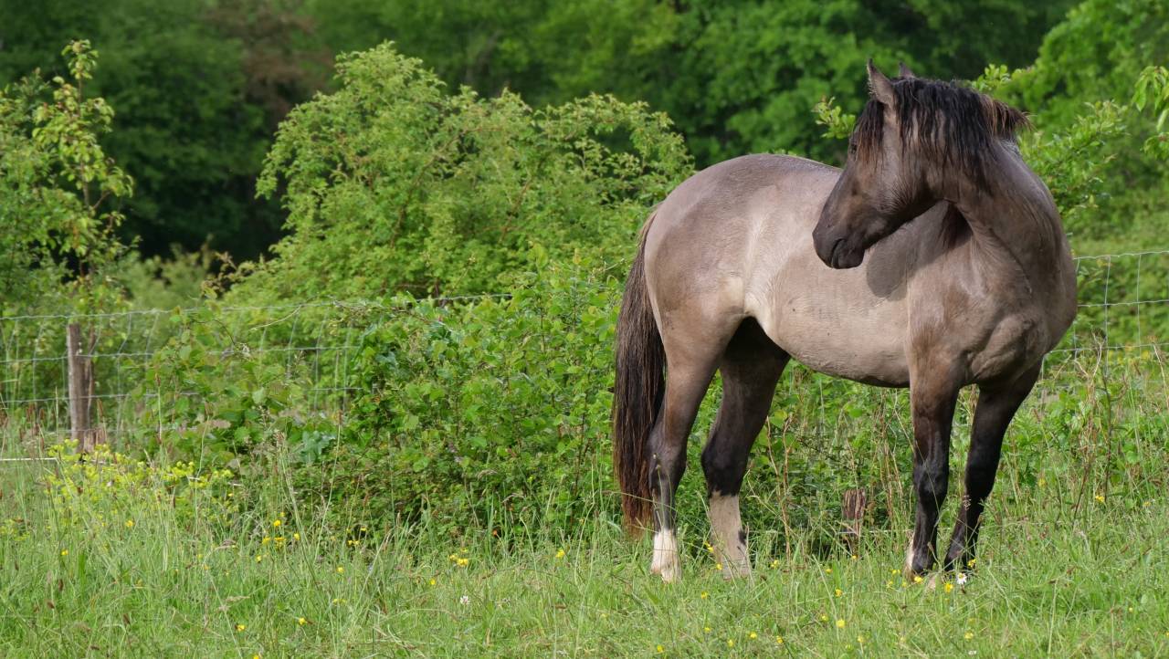Ruin Andere pony rassen Te koop 2024 Muisgrijs