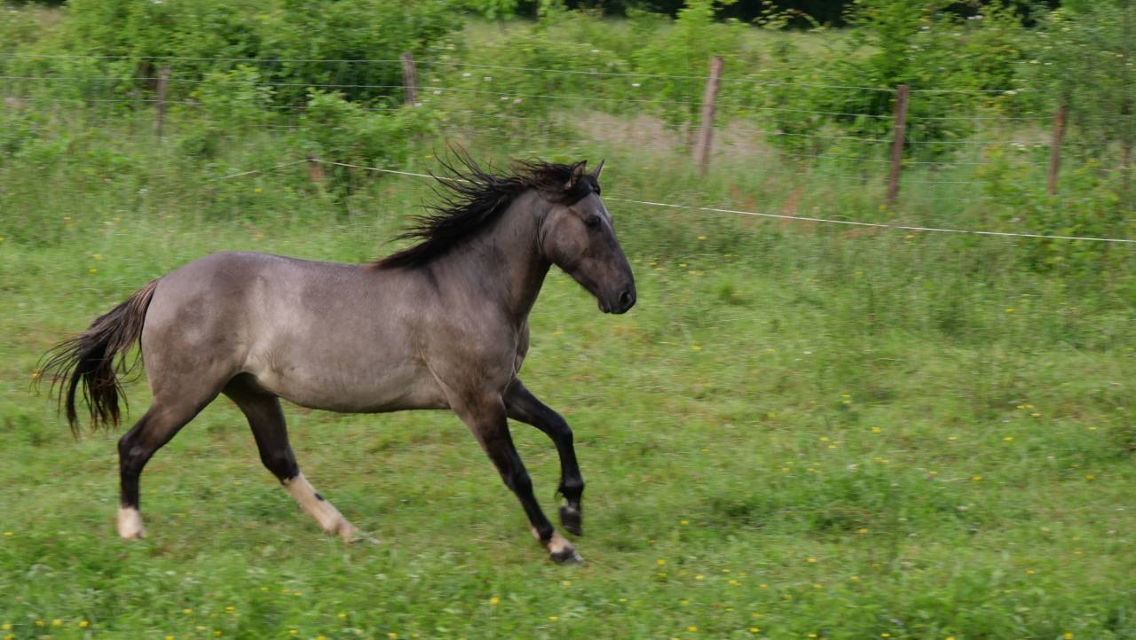 Ruin Andere pony rassen Te koop 2024 Muisgrijs