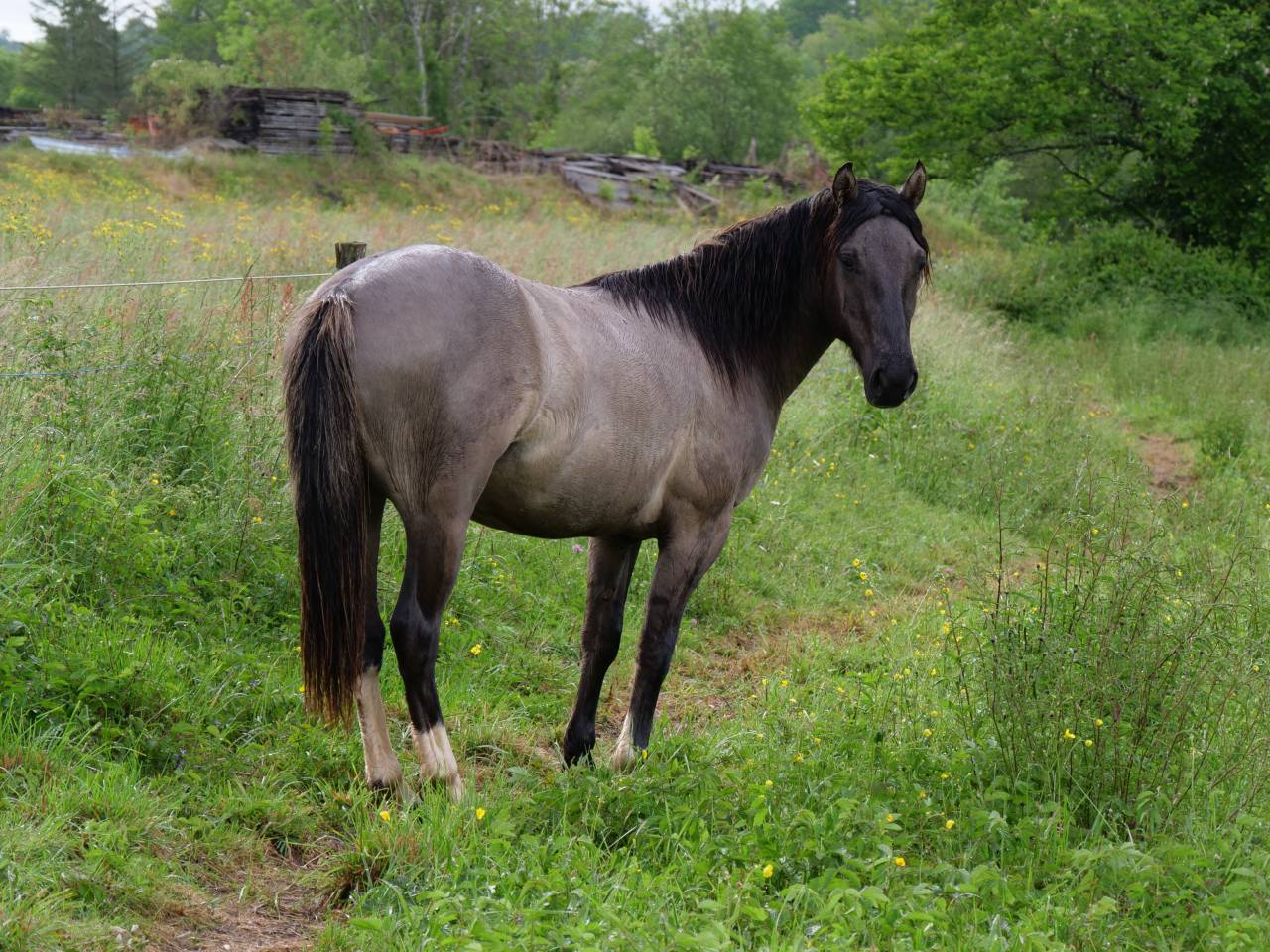 Ruin Andere pony rassen Te koop 2024 Muisgrijs