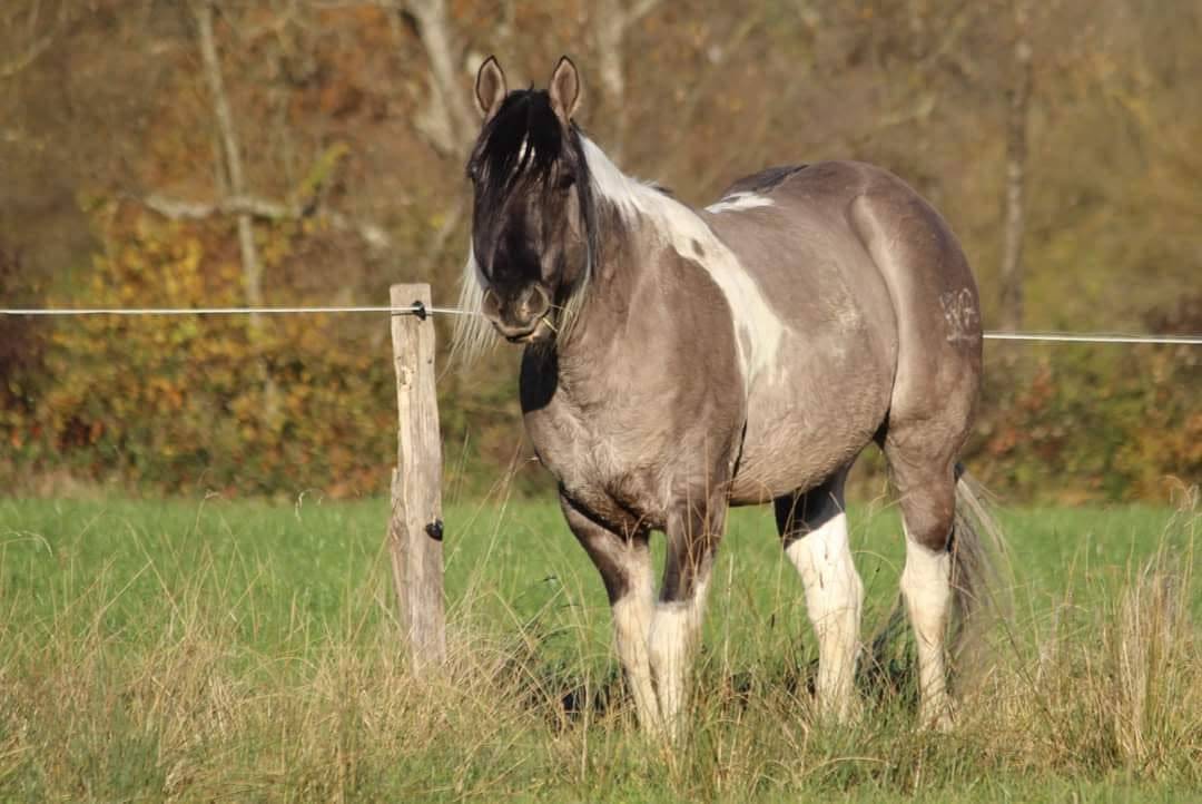 Ruin Andere pony rassen Te koop 2024 Muisgrijs
